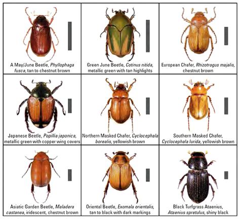 Japanese Beetle Life Cycle Chart