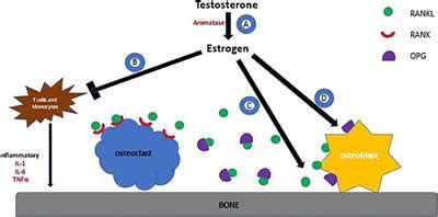 Frontiers | Aromatase Inhibitor-Associated Musculoskeletal Syndrome: Understanding Mechanisms ...