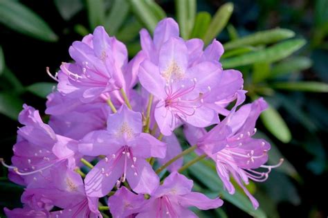 Premium Photo | Blooming rhododendron bush