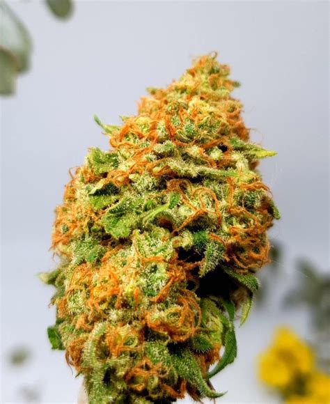 Forbidden Fruit - Strain Information - Cannaconnection.com - Strain ...