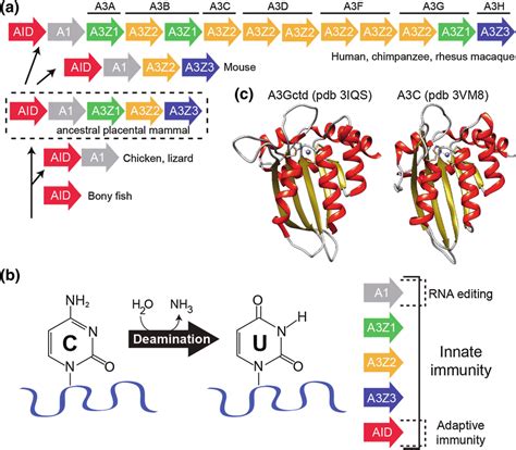 Evolution and structure–function of APOBEC cytosine deaminases . a ...