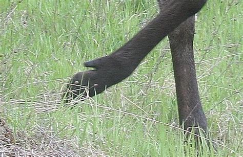 Moose Foot | Foot or feet? | Grizdave | Flickr