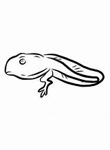 Tadpole Coloring Pages  Free Printable PDF JPG PNG & Online sketch template
