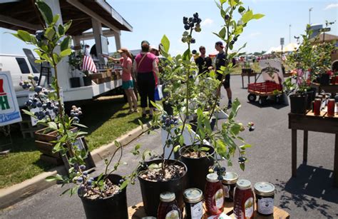 Blueberry Festival at Hammonton | Photo Galleries | pressofatlanticcity.com