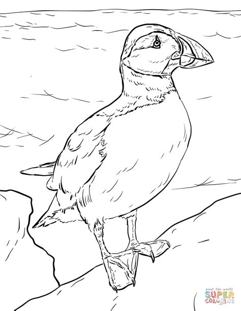 Atlantic Puffin coloring page | Free Printable Coloring Pages