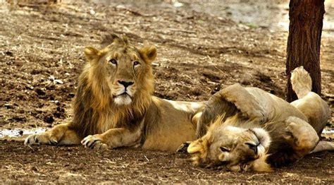 Book Gir Lion Safari Online at Gir National Park Booking