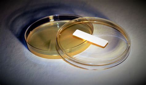 Bacterial Contamination Cell Culture