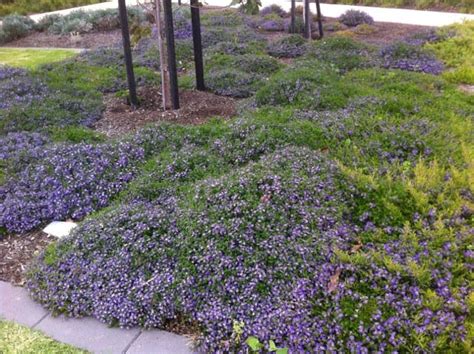 SCAEVOLA MAUVE CLUSTERS 140MM | Garden Feast