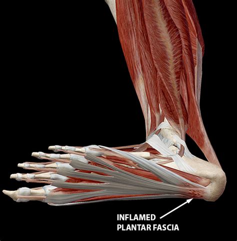 Foot Anatomy Plantar Fascia - Abba Humananatomy