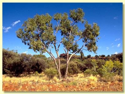 RED BLOODWOOD TREE - Home