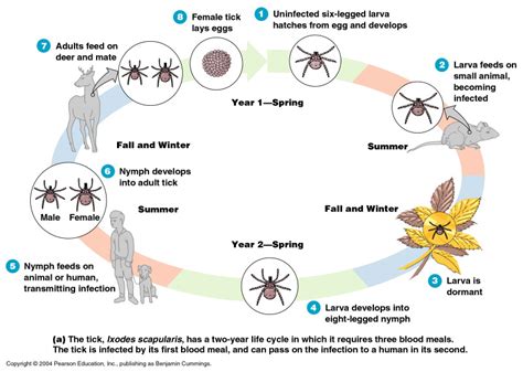 Deer and Tick Guard - Tick Control and Plant Protection