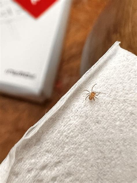 Juvenile brown recluse? Central North Carolina : r/spiders