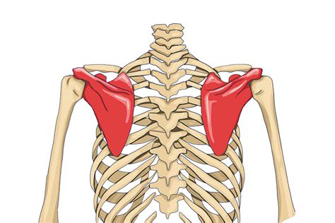 The scapula wing bone connects the shoulder to the clavicle