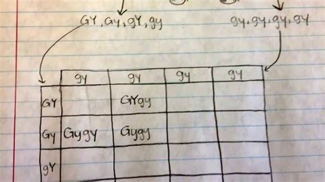 Dihybrid Punnett Square - What is a Punnett square / Dihybrid cross is the cross between two ...