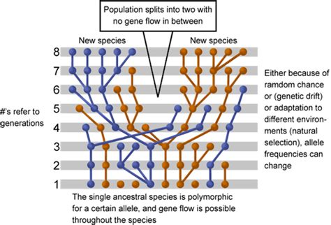 Biology What's So Special About Speciation? - Shmoop Biology