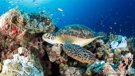 Marine animals get caught in ghost nets in the Indian Ocean