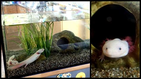 Axolotl Tank - AMPHIPEDIA