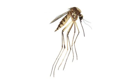 Invasive species of mosquito that could transmit diseases from animals ...