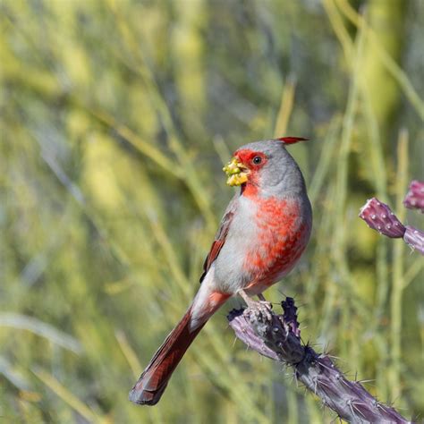 Classic Desert Birds – Foothills Clusters Wildlife