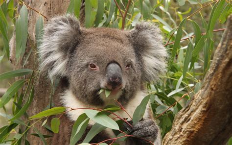 What Food Do Koalas Eat? - PetTime