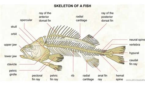 Pin on drw_fish | Fish anatomy, Anatomy bones, Dog anatomy