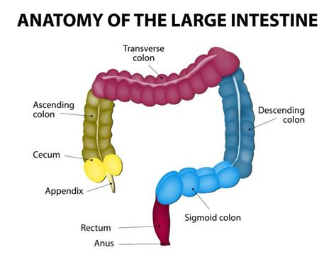 Colon Cancer: Causes, Symptoms, and Treatments - Medical News Today