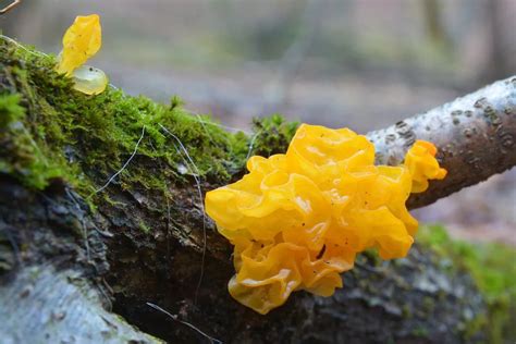 Tremella Mushroom Ingredient Spotlight – Annmarie Skin Care