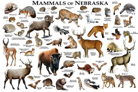 Mammals of Nebraska Poster Print / Nebraska Mammals Field | Etsy