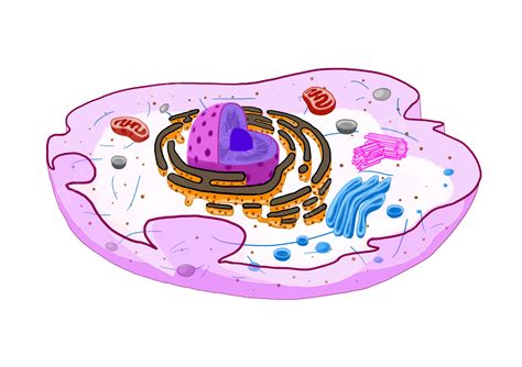 Animal Cell Animal Cell, Animal Cell, Cells, Ipa PNG Transparent Clipart Image and PSD File for ...