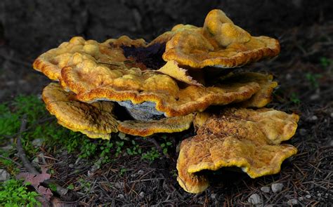 The Fungi World (405) : Woolly Velvet Polypore photo & image | nature ...