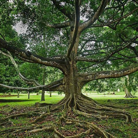 Ficus Religiosa - 100 Seeds - Bo / Bohdi Tree / Sacred Fig