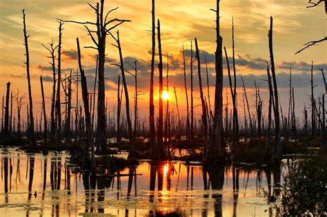 Swamp Scene Sunset | My Photography | Pinterest | Sunset