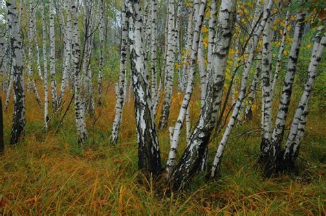 BOSCO DI BETULLE N. 1 - Immagine & Foto di Franco Speroni di Tema del mese - Novembre 08 ...