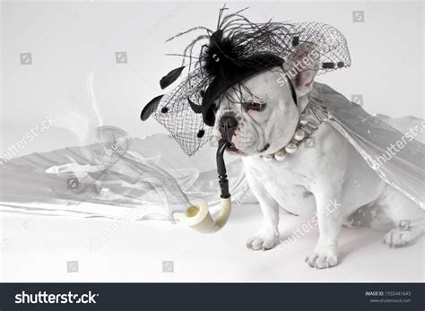 Dog Smoking Pipe Side: Over 1 Royalty-Free Licensable Stock Photos ...