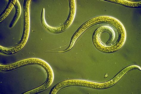 Beneficial Nematodes: Where to Buy Them and How to Use Them