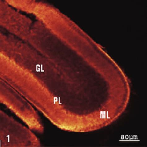 Low magnification view of rat cerebellar folia showing the...