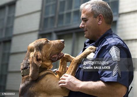 65 Bloodhound Police Dog Stock Photos, High-Res Pictures, and Images ...