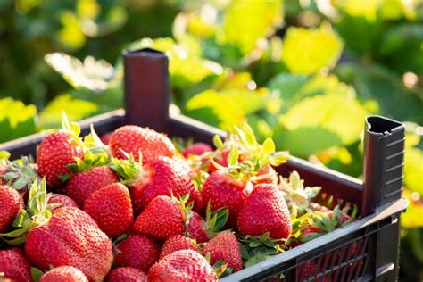 Premium Photo | Strawberry in plastic container against strawberry foliage strawberry harvest