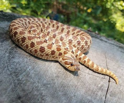 Hognose Snake Temperatures, Humidity & Lighting Considerations