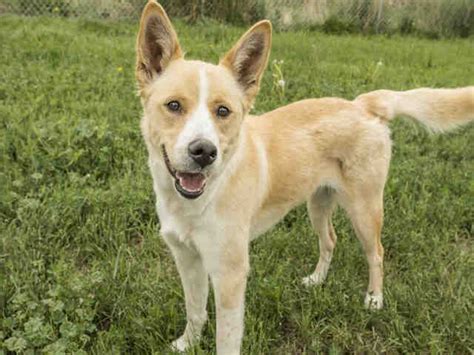 White Cattle Dog Lab Mix - Livestock Cattle