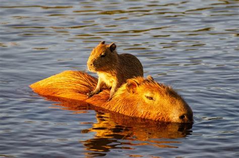 Topo 30+ imagem capibara animal domestico - Abzlocal.mx