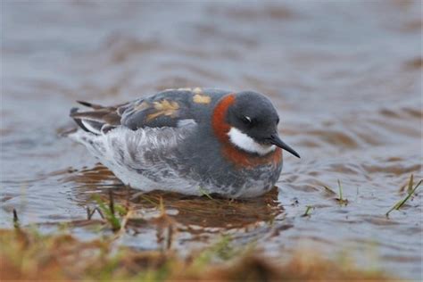 Red-necked Phalarope – birdfinding.info