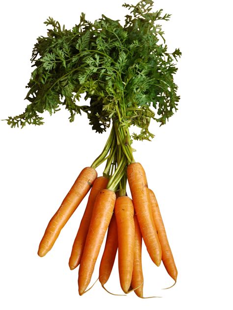 Orange Carrots with Stem PNG Image - PurePNG | Free transparent CC0 PNG ...