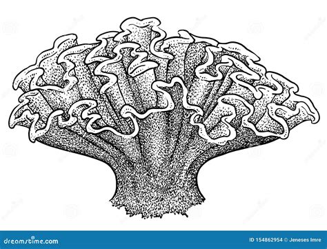 Illustration De Corail, Dessin, Gravure, Encre, Schéma, Vecteur Illustration de Vecteur ...