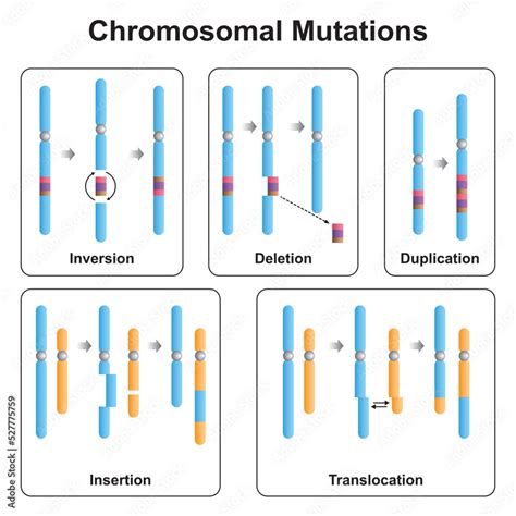 Scientific Designing of Chromosomal Mutations Types. Inversion, Deletion, Duplication, Insertion ...