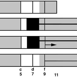 Schematic time lines (weeks) of megagametophyte development in ...