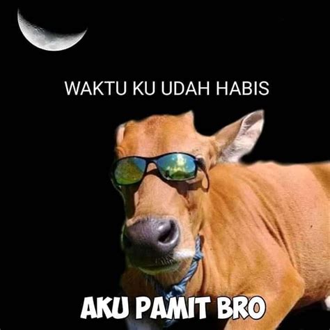 Gambar Meme Lucu Hewan ~ gambar custom hd