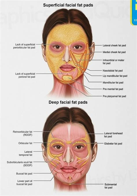 FACE ANATOMY Facial Fat Pad Detailed Chart Science Educational - Etsy