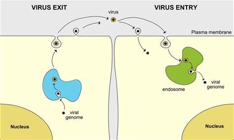 Enveloped virus life cycle. Left: Viral nucleic acid and proteins... | Download Scientific Diagram