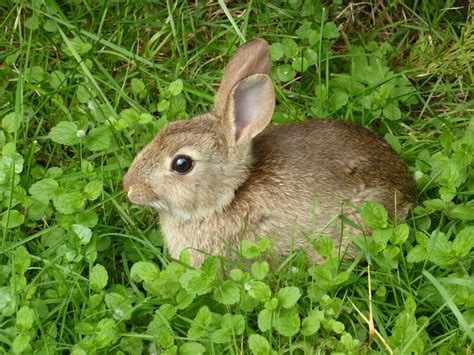 Lost in Bowland: Myerscough College Gardens - Six Butterflies and a Baby Bunny